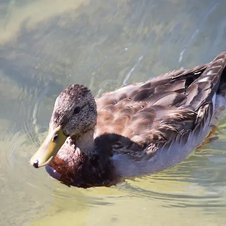 Maximilian Tatil Evi Balatonkeresztúr
