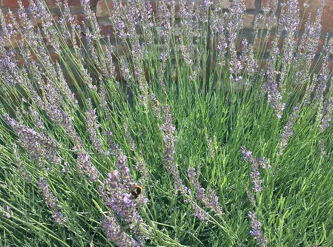 Vakantiehuis Maximilian