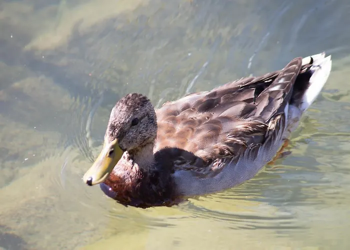 Maximilian Vakantiehuis Balatonkeresztúr